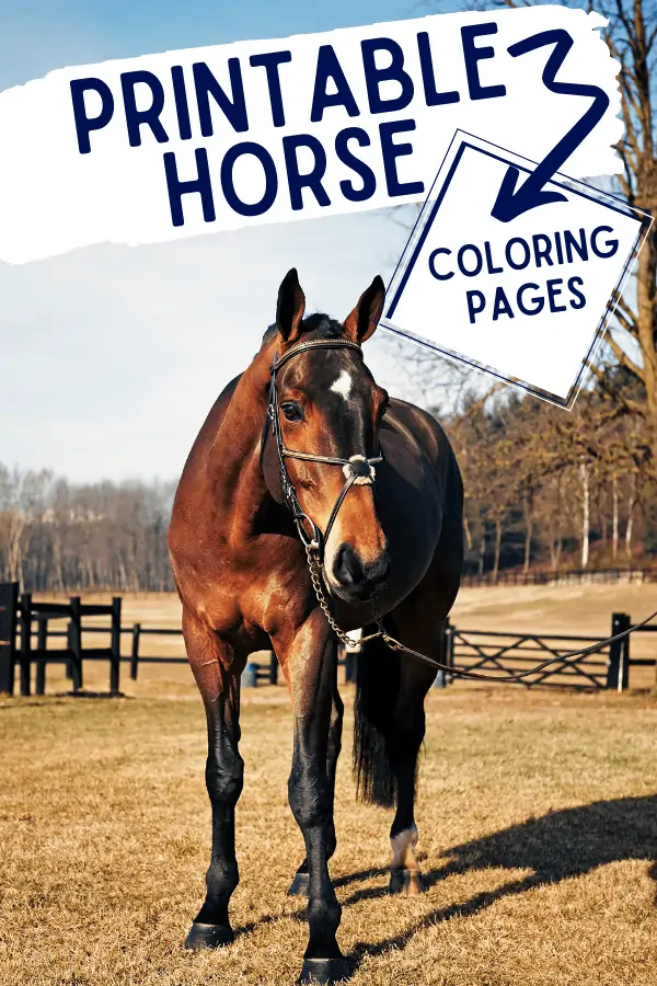 Printable horse coloring pages realistic horses