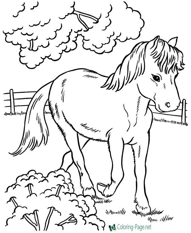 Horse coloring pages