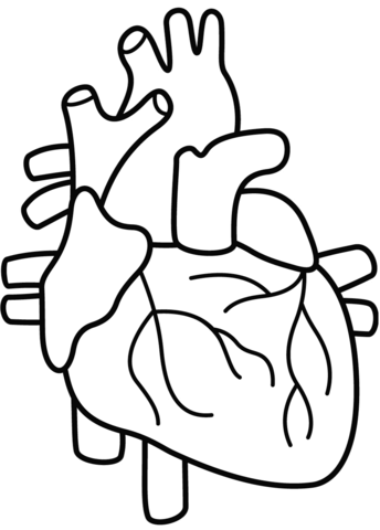 Human heart coloring page free printable coloring pages