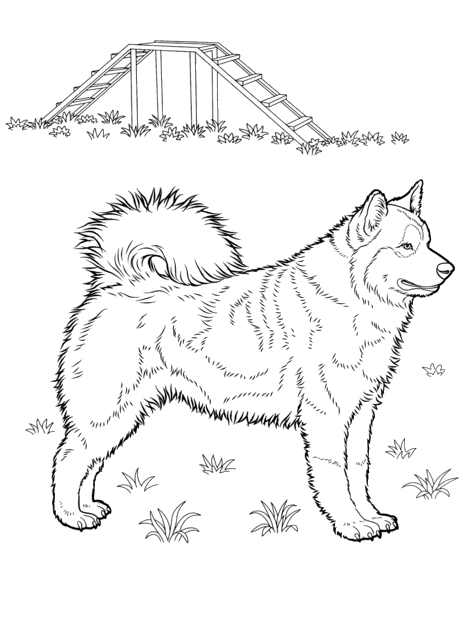 Husky coloring pages