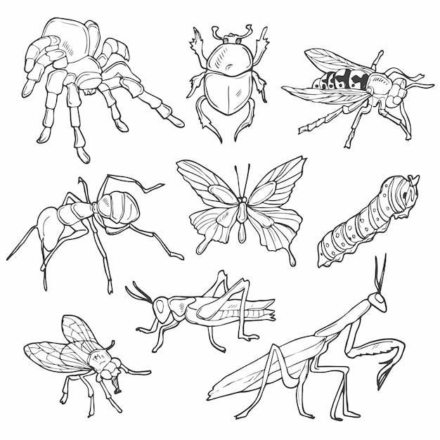 Insects outline vectors illustrations for free download