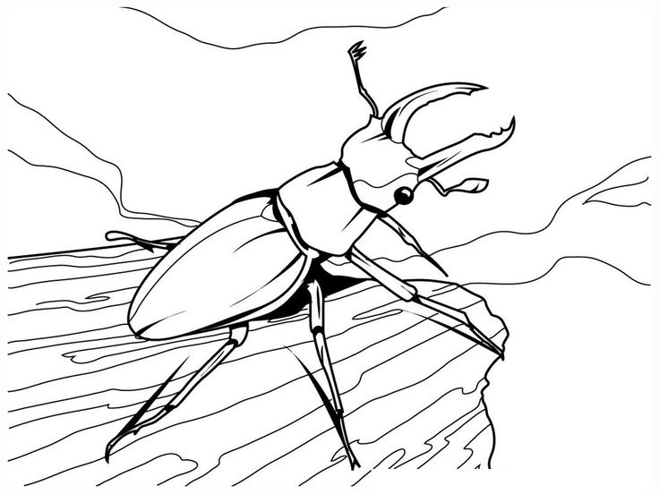 Free printable bug coloring pages for kids bug coloring pages insect coloring pages kids printable coloring pages