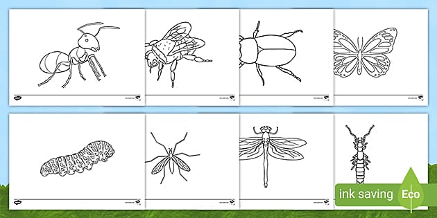 Minibeast colouring sheets