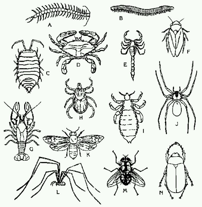 Insect coloring page insect coloring pages insect art bugs drawing