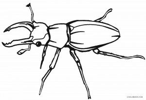 Realistic bug coloring pages bug coloring pages insect coloring pages butterfly coloring page