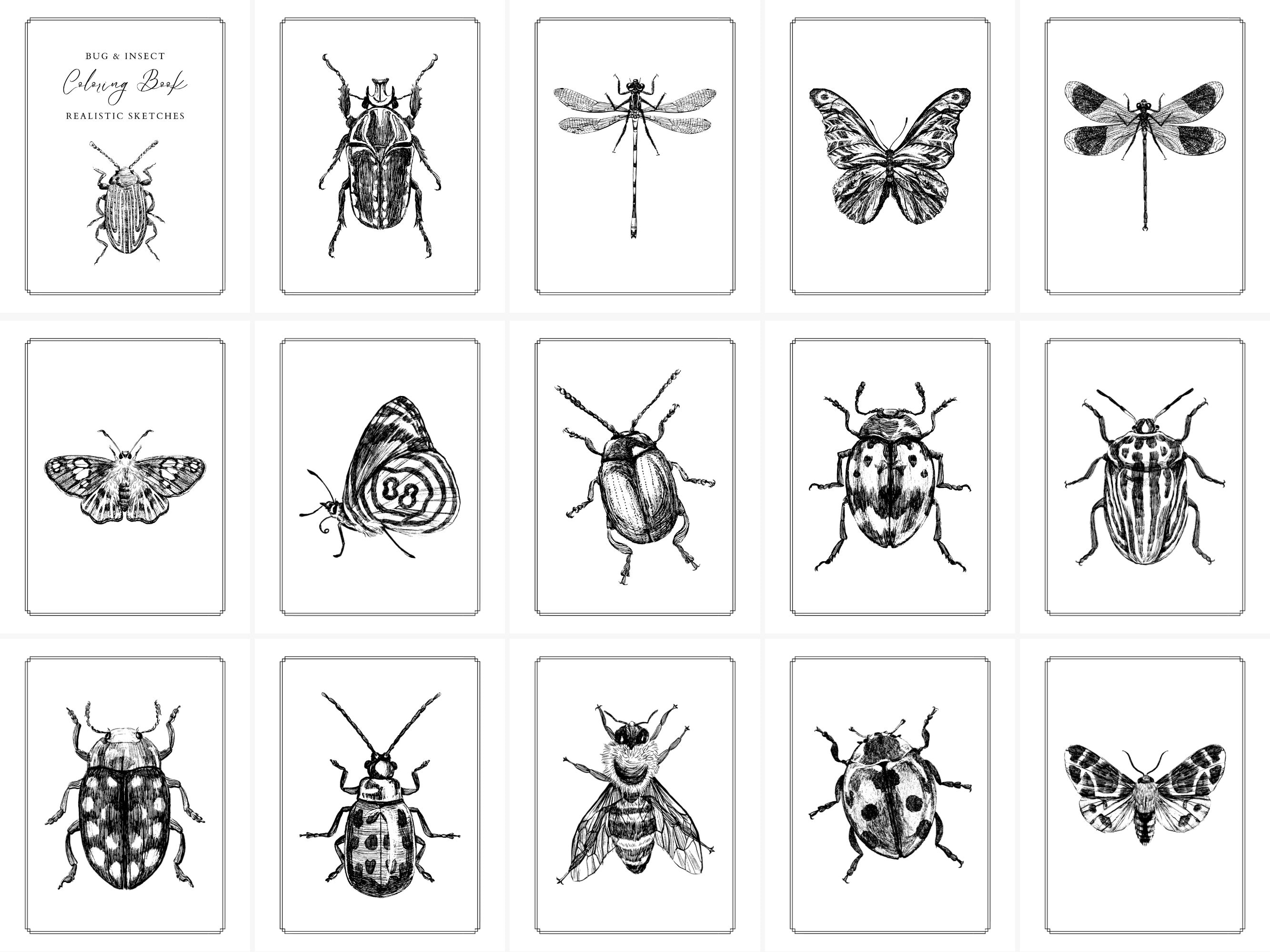 Kdp interior coloring pages bugs and insects canva template x