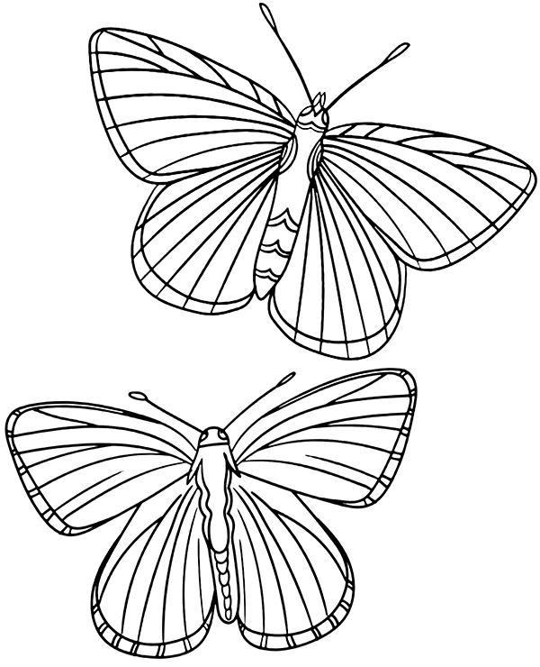 Two butterflies coloring page sheet