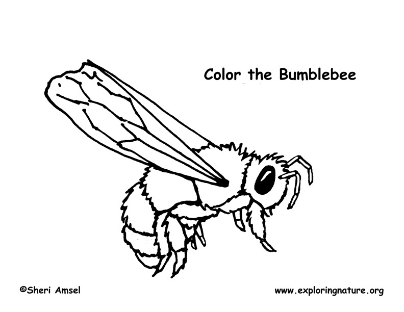 Bumblebee coloring page