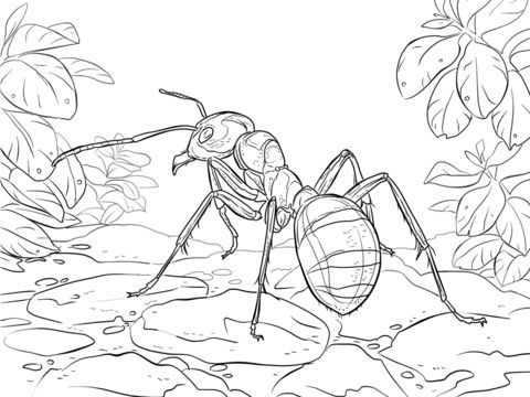 Red wood ant coloring page free printable coloring pages ant art insect art sketches