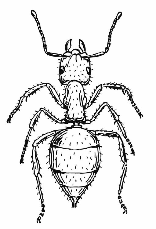 Coloring page ant