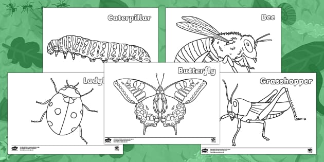 Eyfs realistic minibeasts louring sheets teacher made