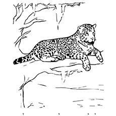 Best free printable jaguar coloring pages online