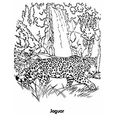 Best free printable jaguar coloring pages online