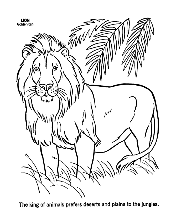 Free printable lion coloring pages for kids