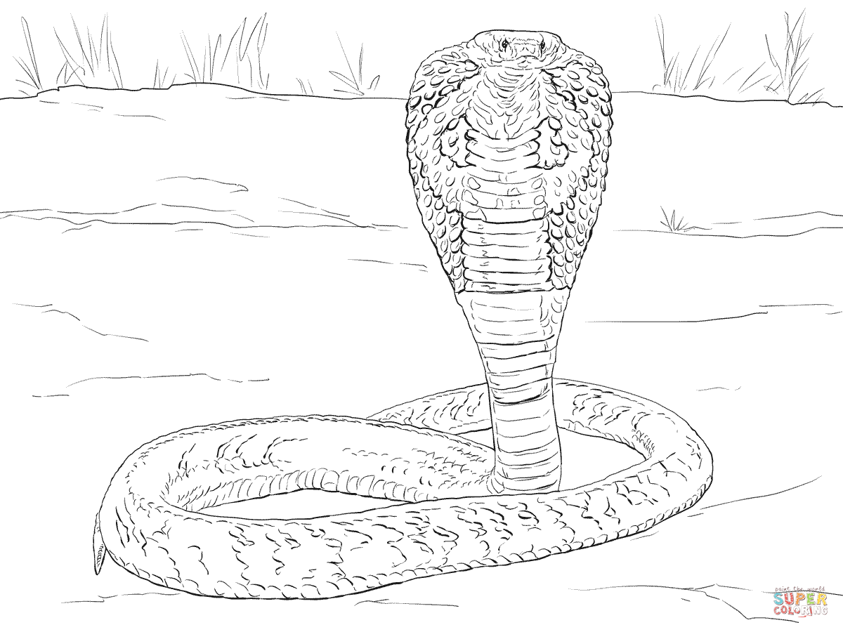 Realistic cobra coloring page