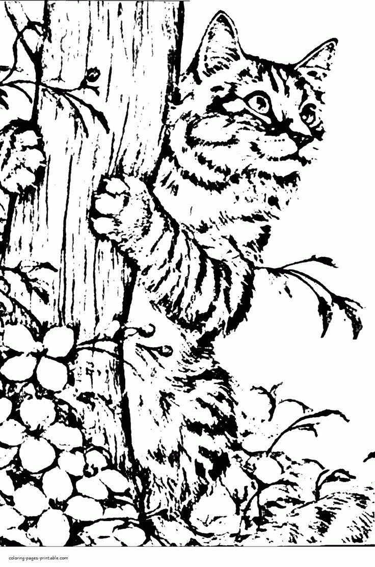 Realistic cat coloring page dog coloring page kittens coloring cat coloring page