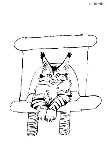 Cats coloring pages free printable cat coloring sheets