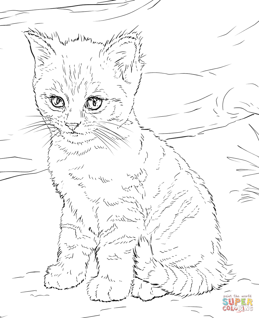 Cute kitten coloring page free printable coloring pages