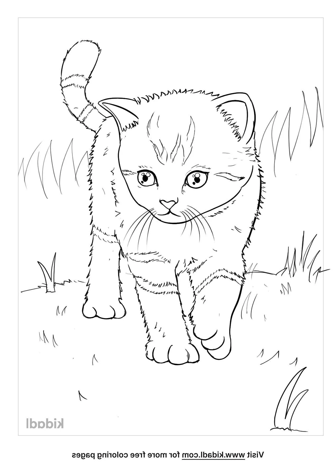 Free realistic kitten coloring page coloring page printables