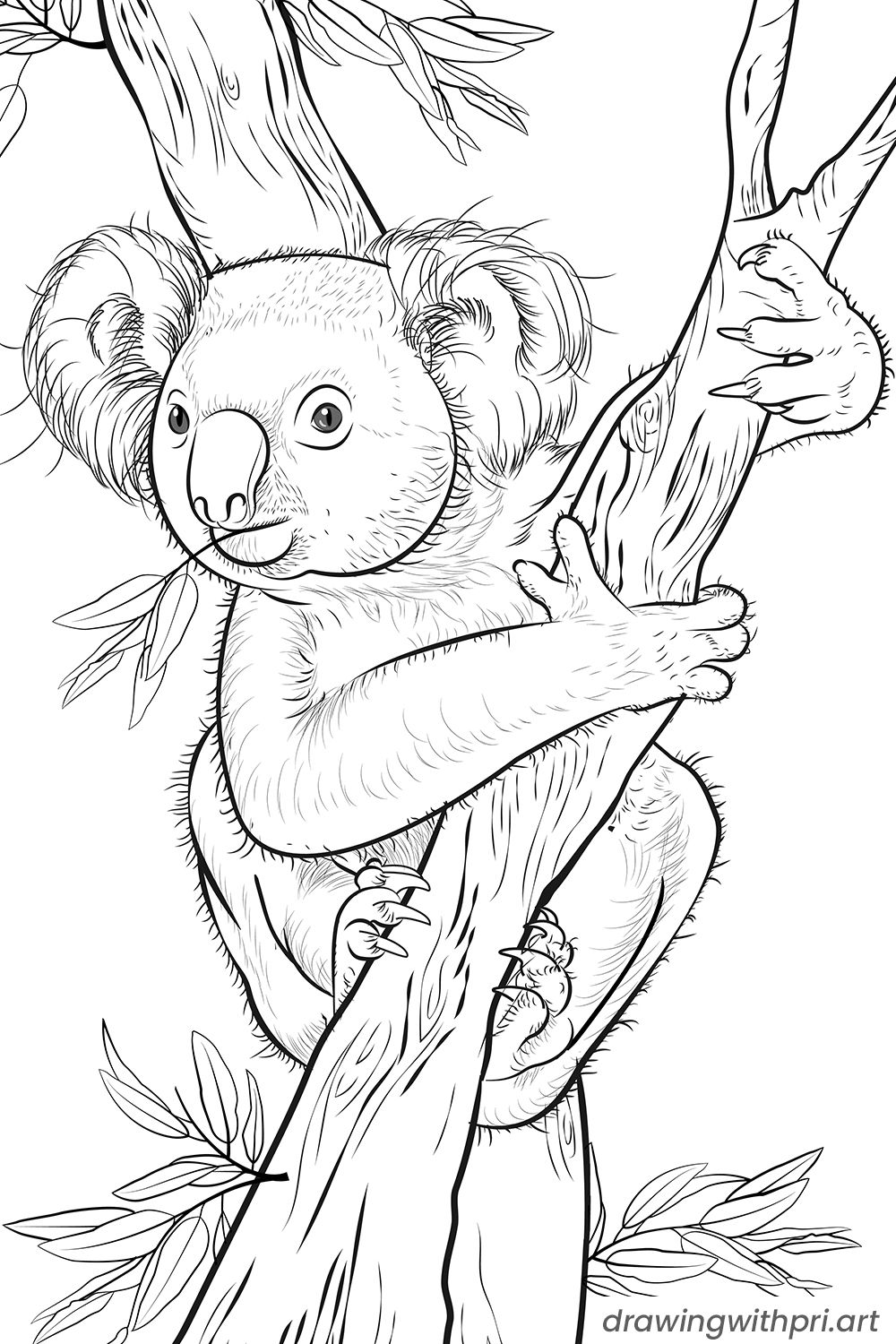 Cute koala colouring sheet koala drawing animal coloring pages animal coloring books