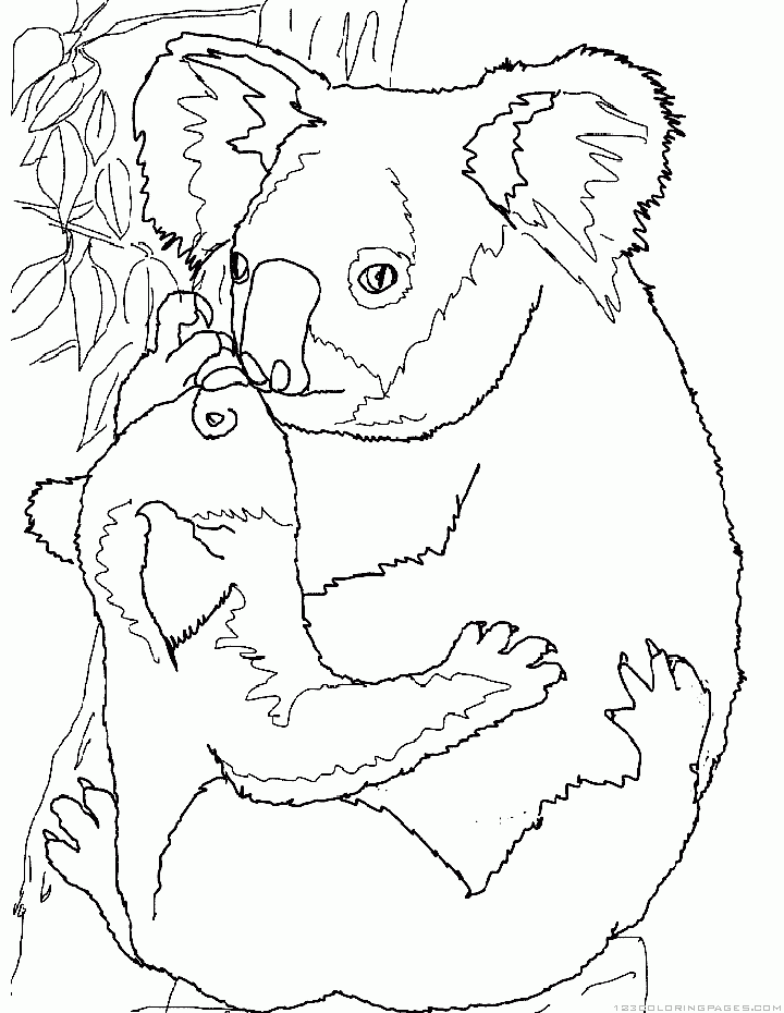 Koala coloring pages