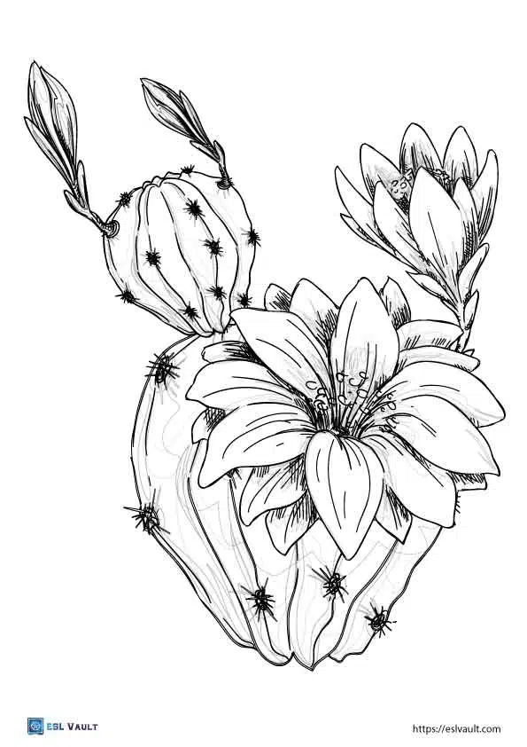 Free cactus coloring pages