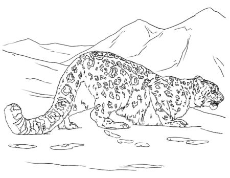 Printable coloring pages snow leopard drawing leopard hunting snow leopard