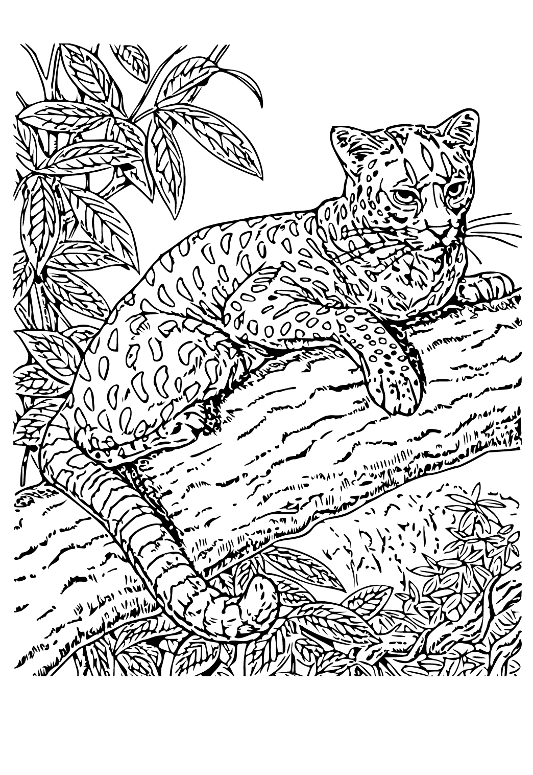 Free printable realistic leopard coloring page sheet and picture for adults and kids girls and boys