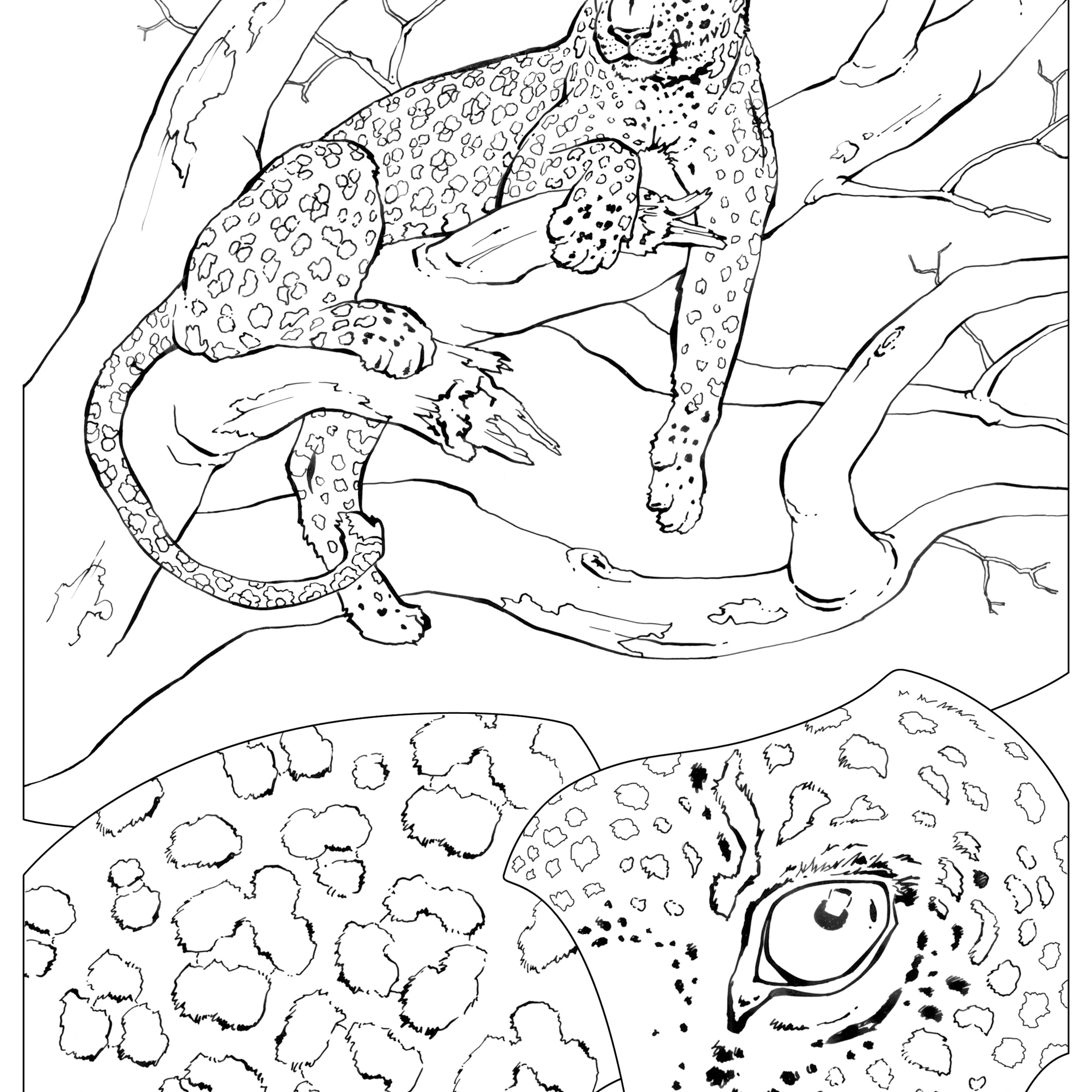 Coloring book animals j to z