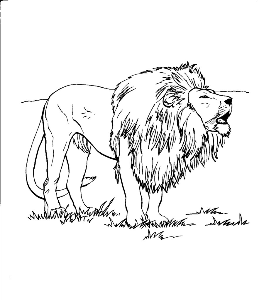 Free printable lion coloring pages for kids