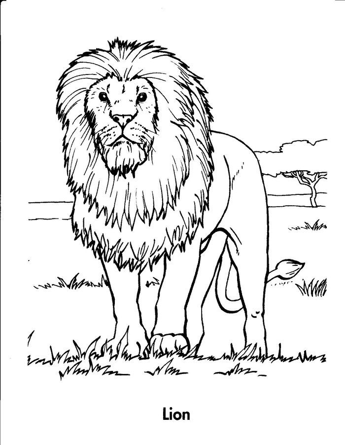 Realistic lion coloring pages zoo coloring pages dog coloring book cat coloring book