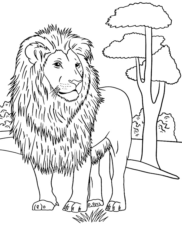 Lion coloring pages animals