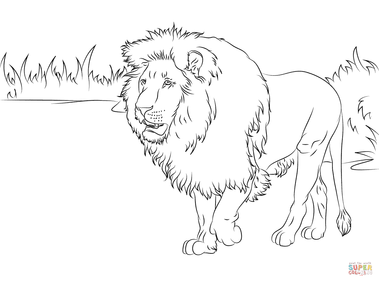 Gorgeous lion coloring page free printable coloring pages