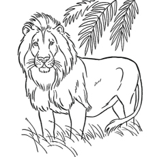 Top free printable lion coloring pages online