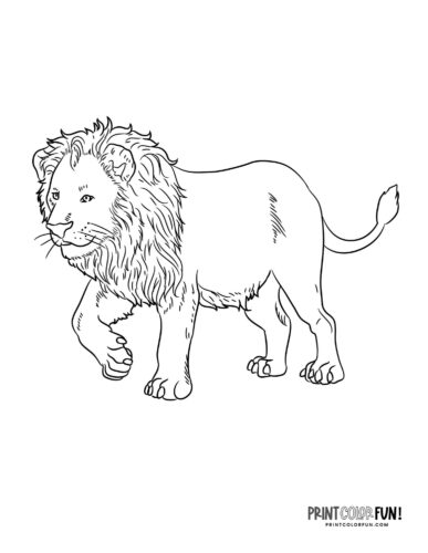 Lion clipart coloring pages with fun crafts facts activities for curious kids at