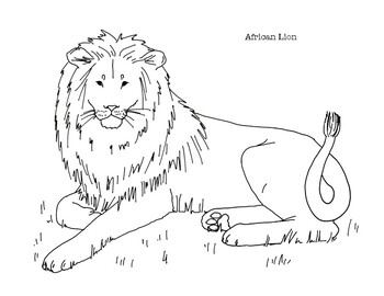 African lion coloring page by mama draw it tpt