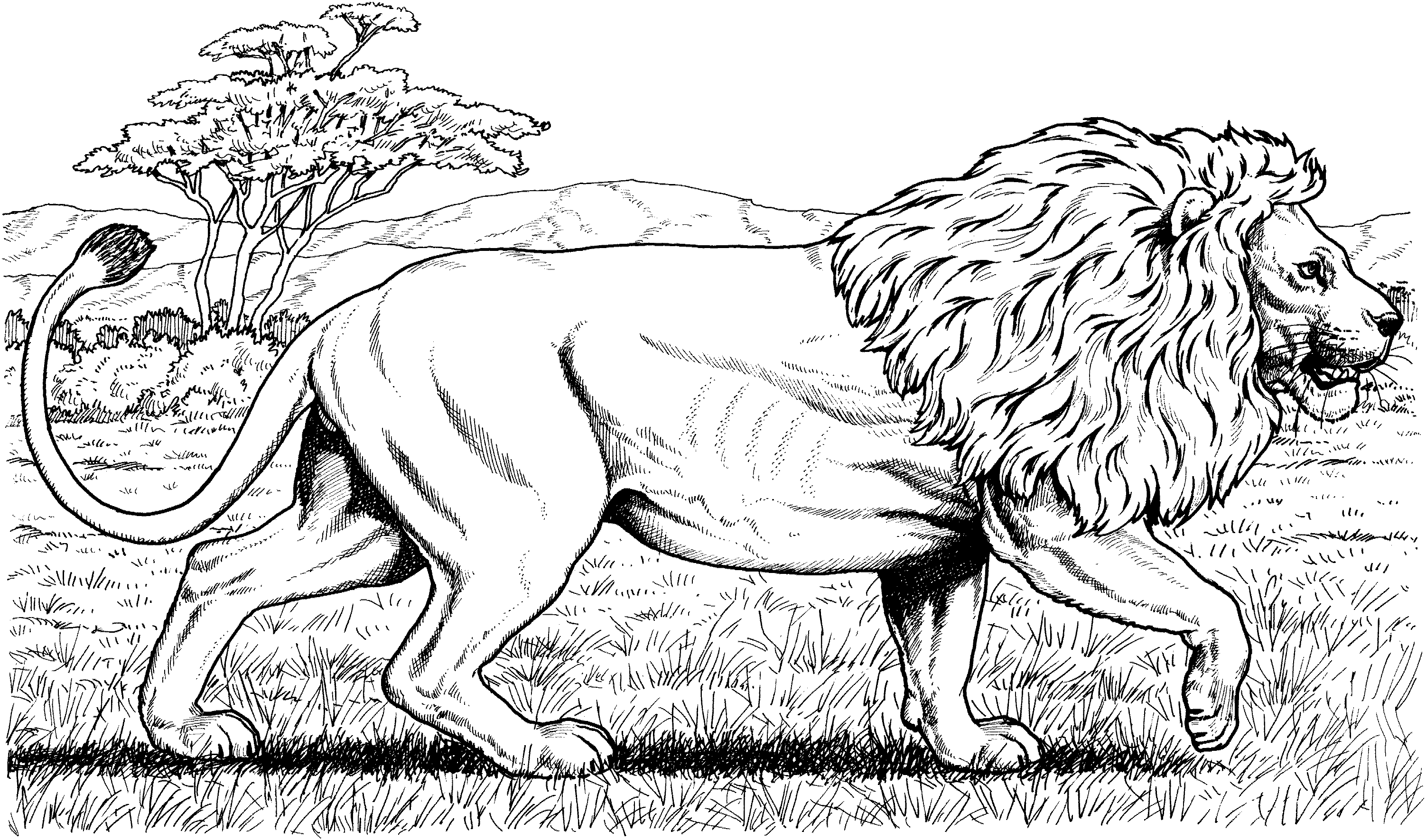 Lion coloring pages for adults free lion coloring pages lion coloring pages animal coloring pages cat coloring page