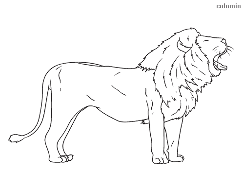 Lions coloring pages free printable lion coloring sheets