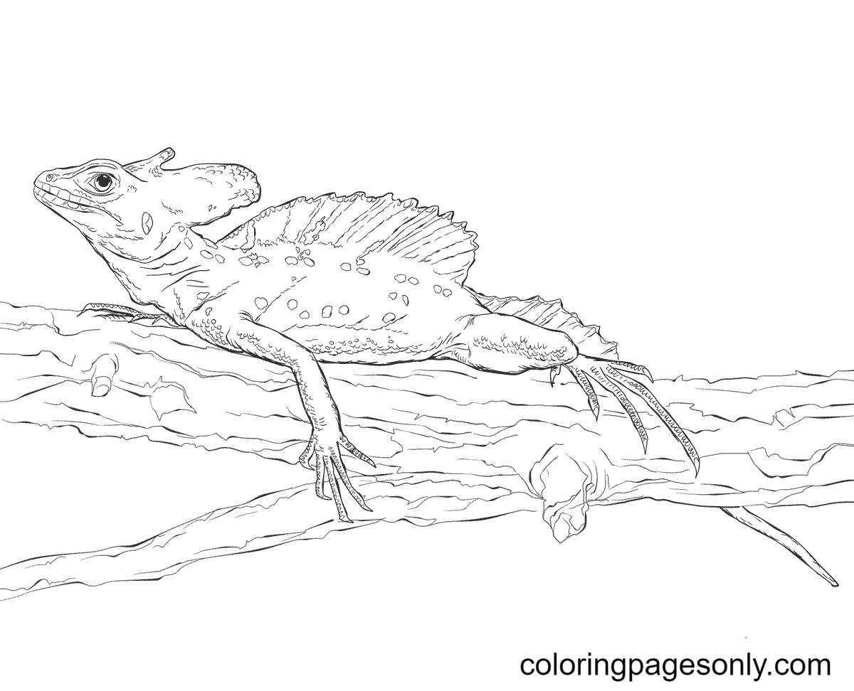 Lizard coloring pages printable for free download