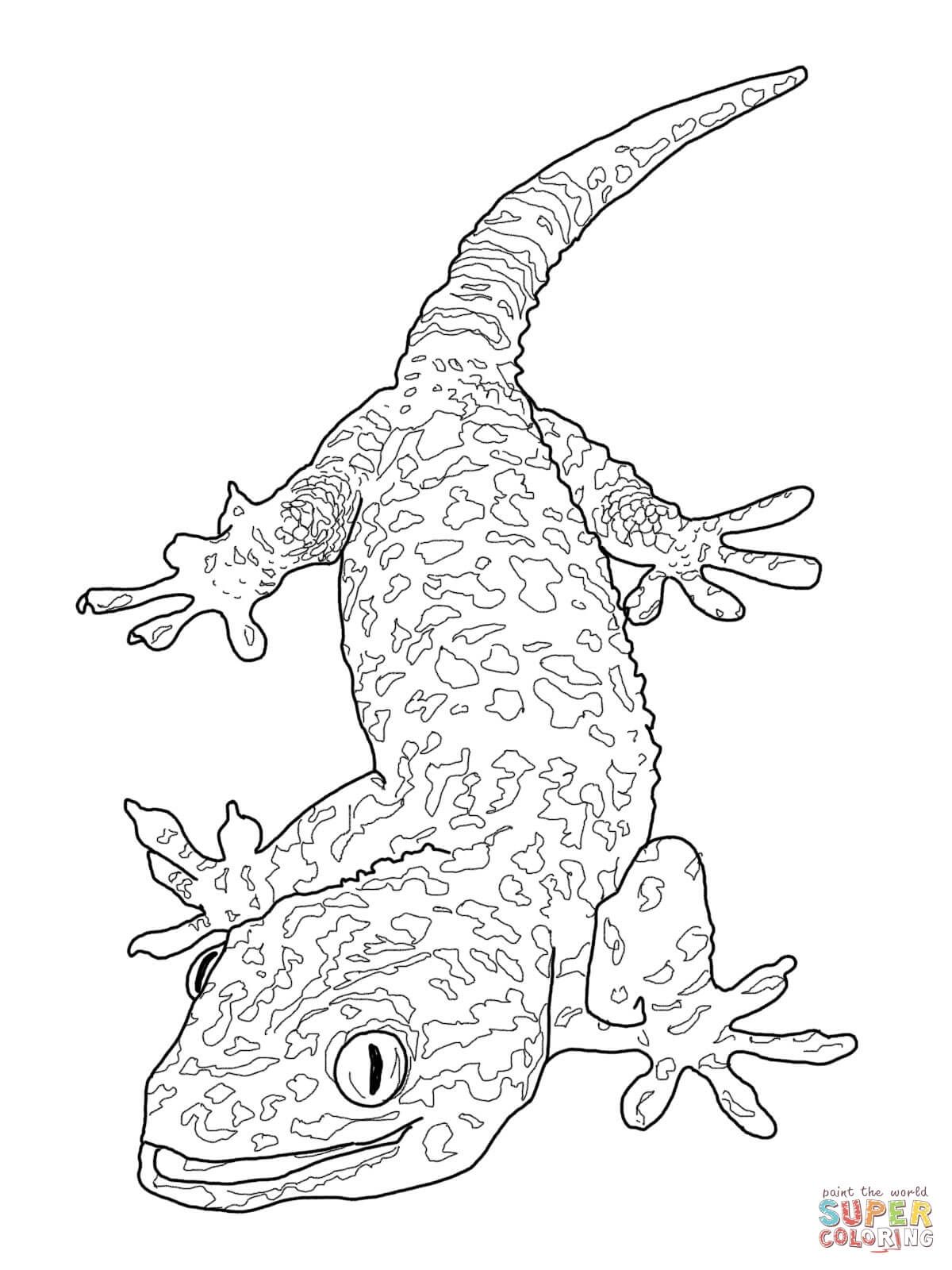 Colorful gecko coloring page