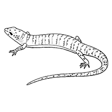 Top free printable lizard coloring pages online