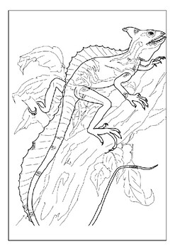 Explore the diversity of lizards with our printable coloring pages collection