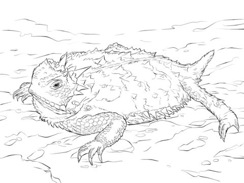 Realistic texas horned lizard coloring page free printable coloring pages animal coloring pages horned lizard coloring pages