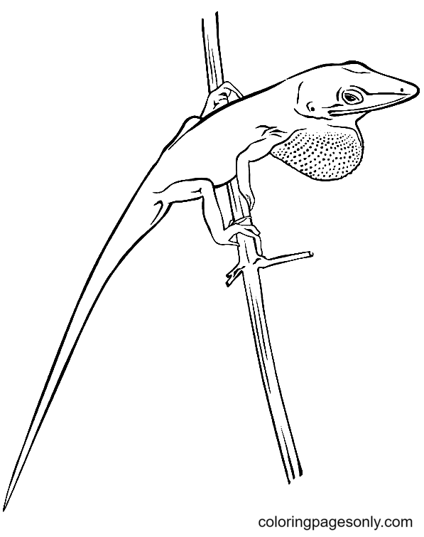 Lizard coloring pages printable for free download