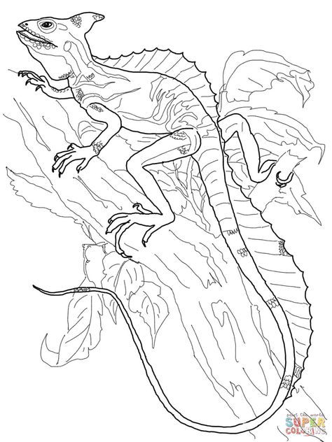 Basilisk lizard coloring page free printable coloring pages coloring pages coloring book pages animal coloring pages