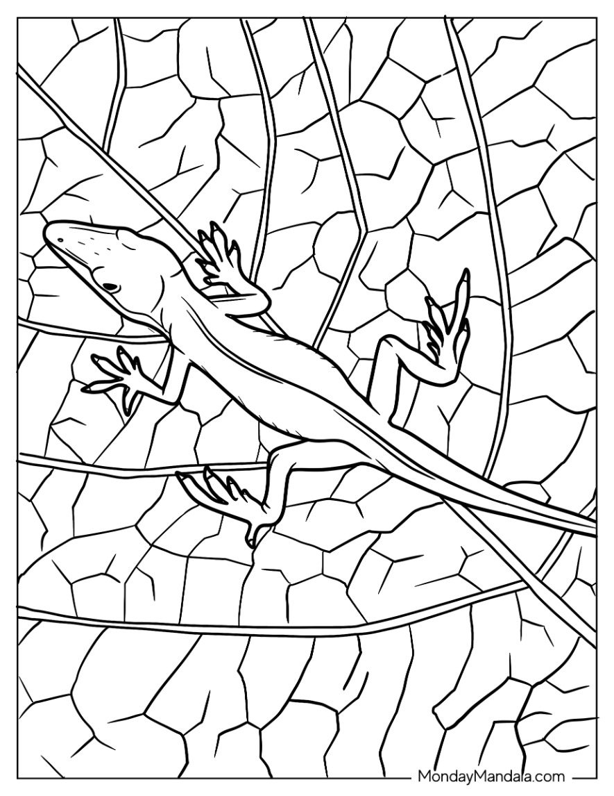 Lizard coloring pages free pdf printables