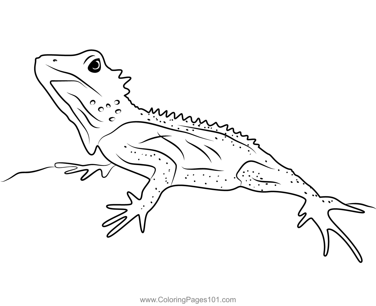 Forest dragon lizard coloring page for kids