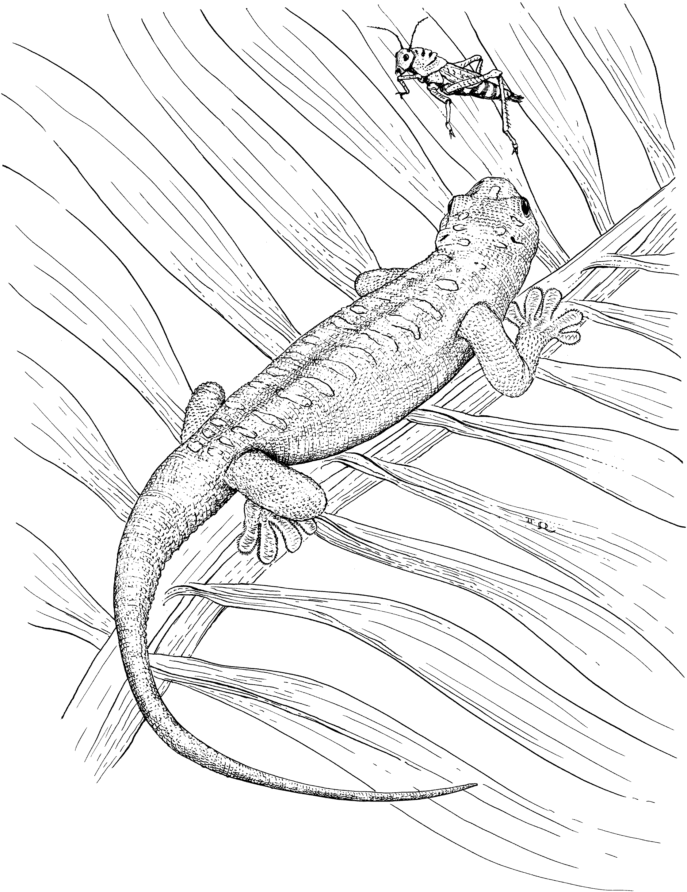 Free lizard coloring pages