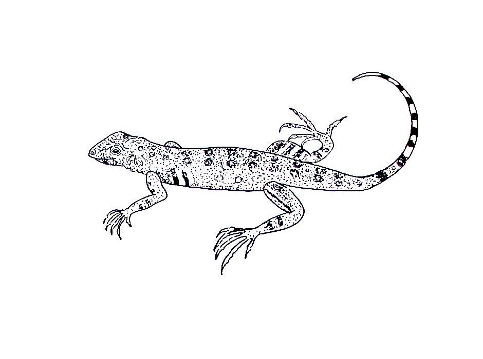 Free printable lizard coloring pages for kids