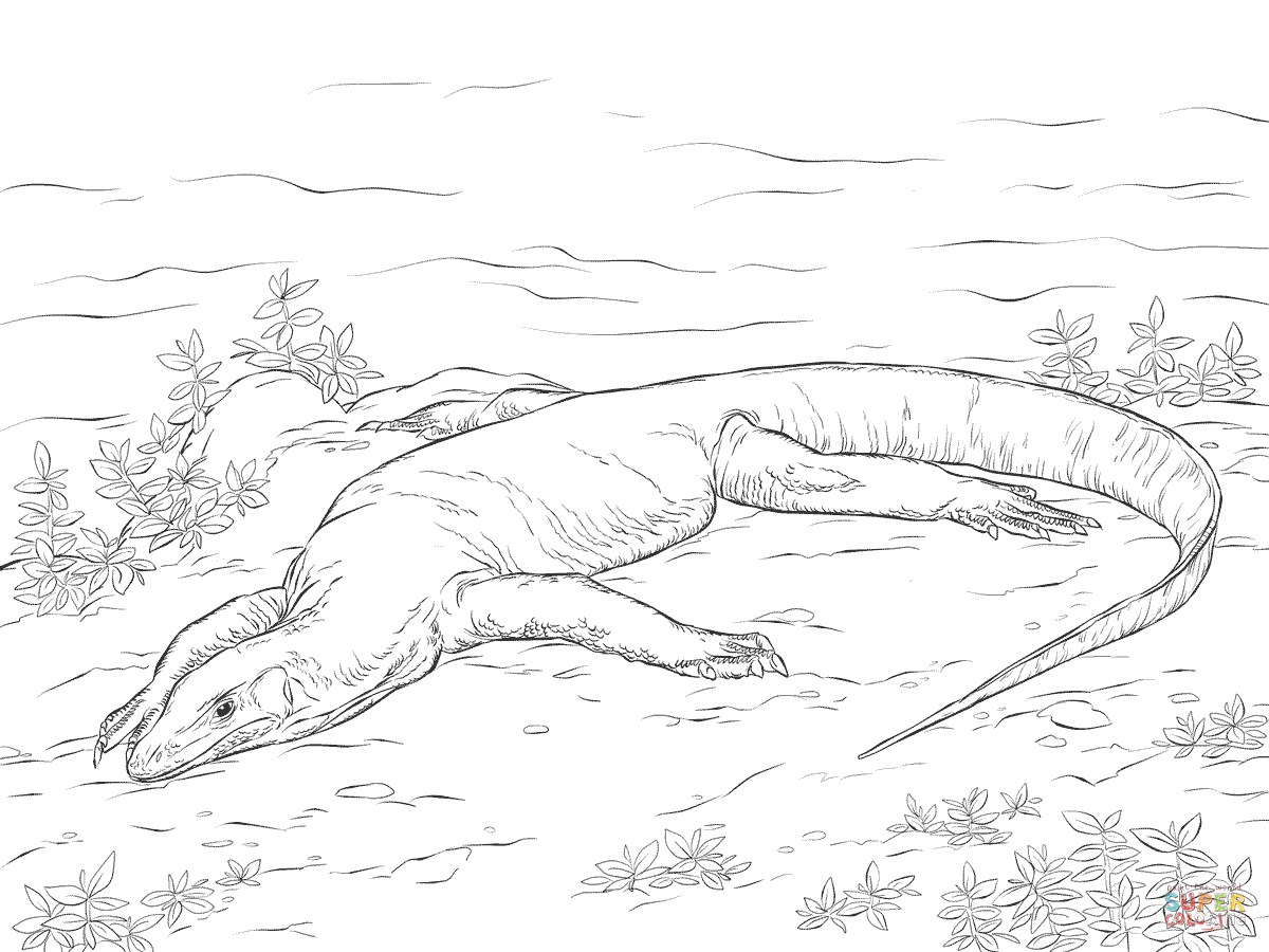 Realistic monitor lizard coloring page free printable coloring pages